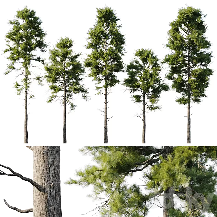 Pine 18m and 12m 3D Model Free