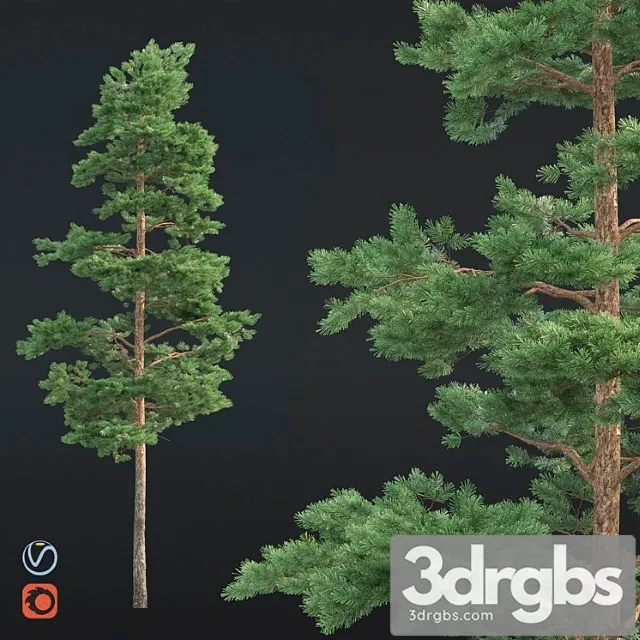 Pine 38 3D Model Free