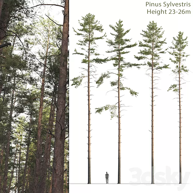 Pine