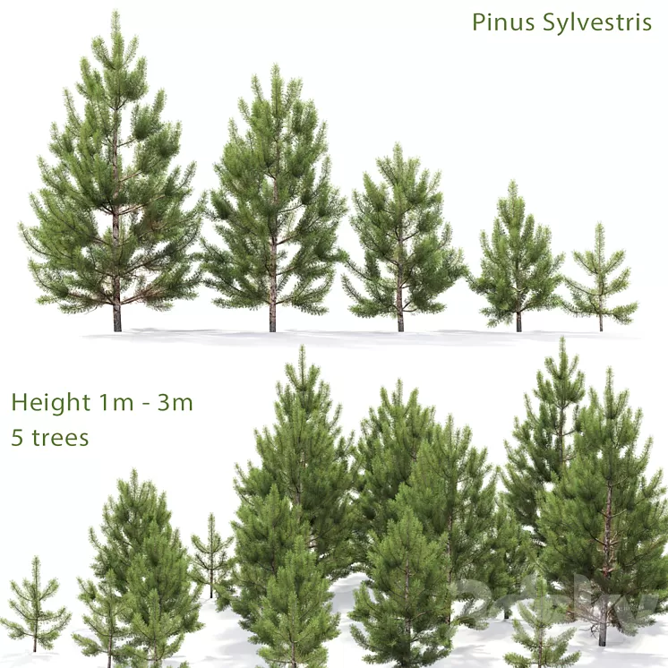 Pine 3D Model