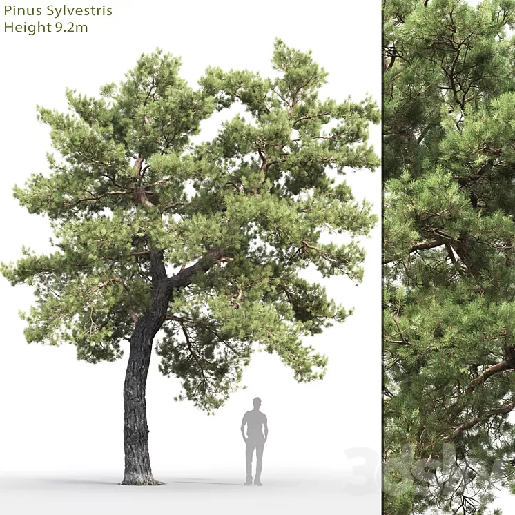 Pine