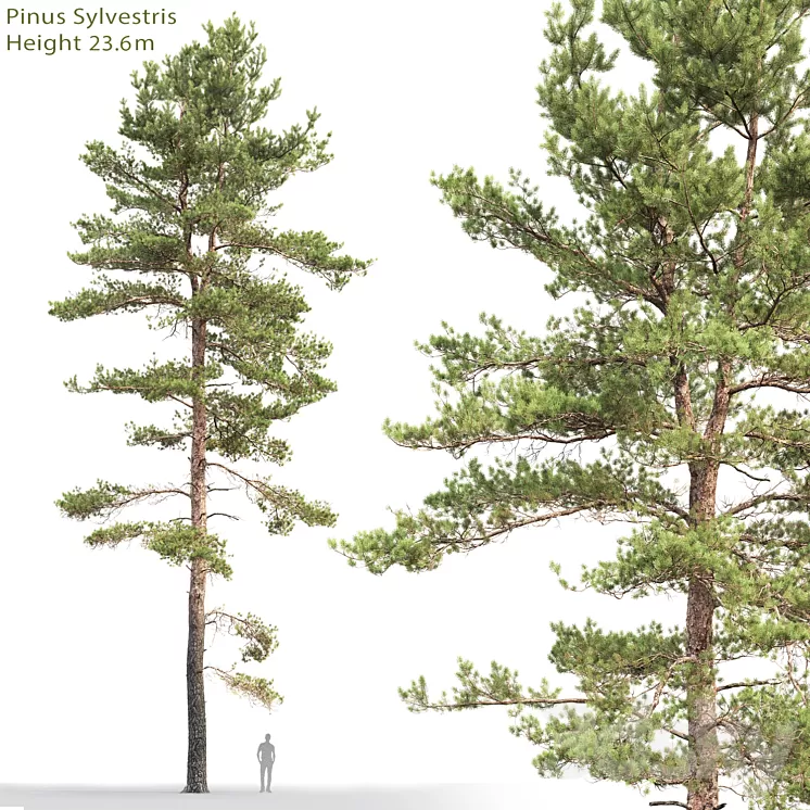 Pine 3D Model