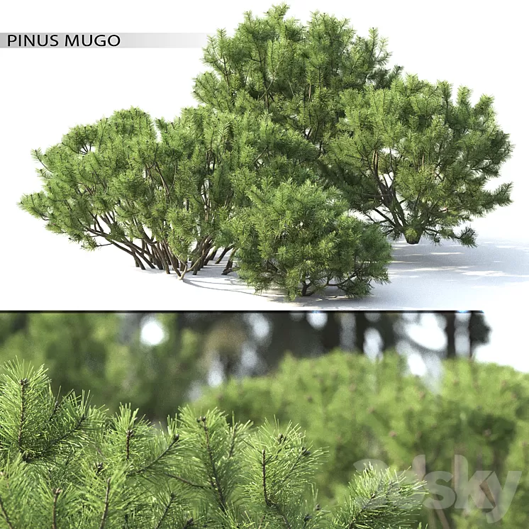 Pine 3D Model