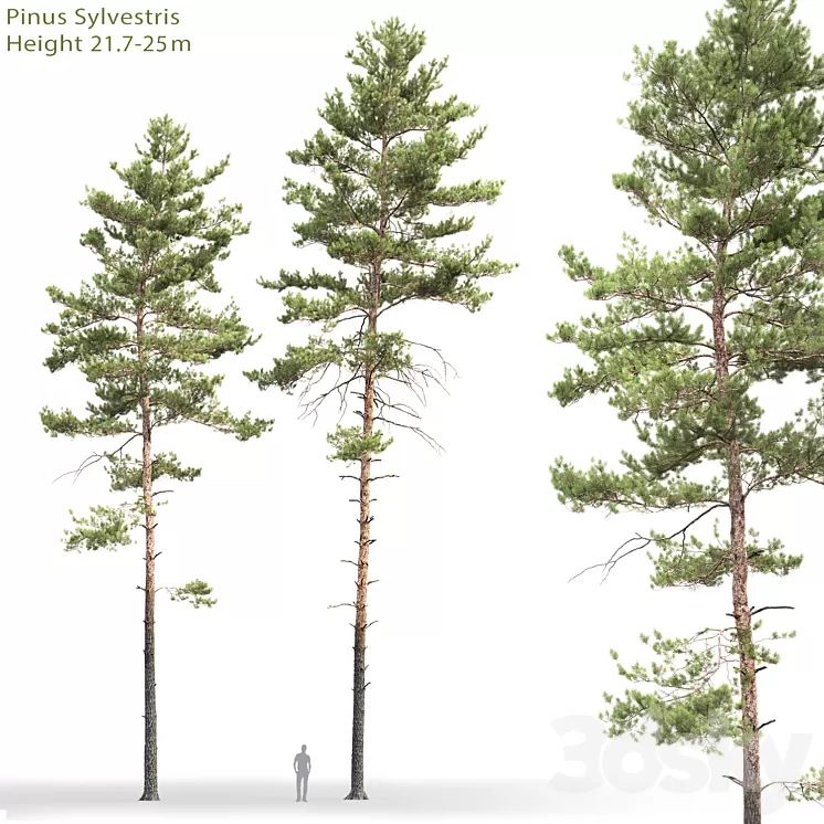 Pine 3D Model