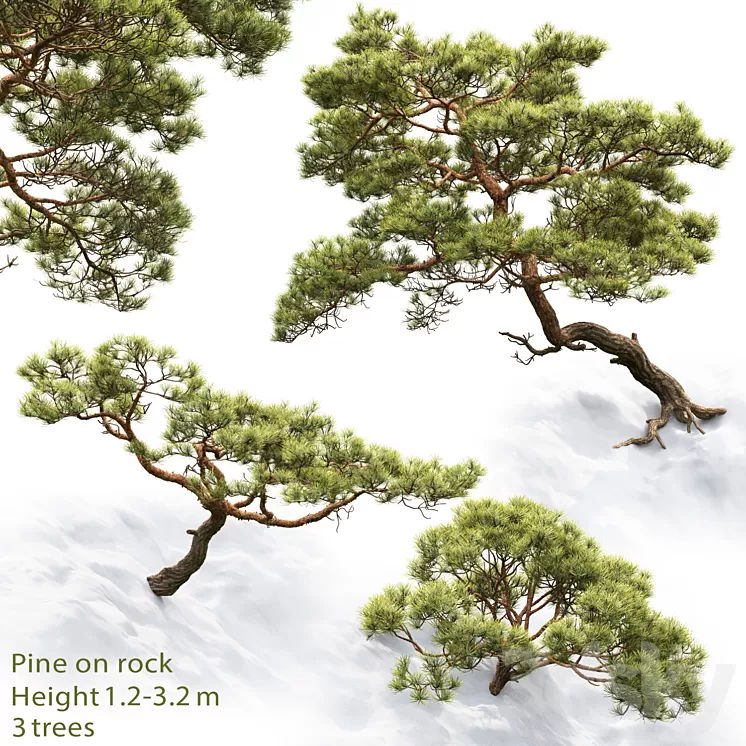 Pine 3D Model