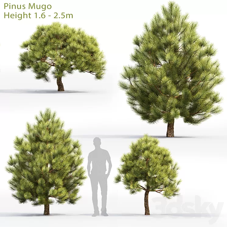 Pine 3D Model
