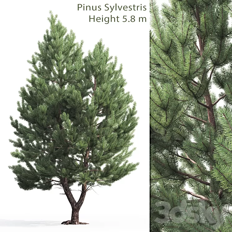 Pine 3D Model