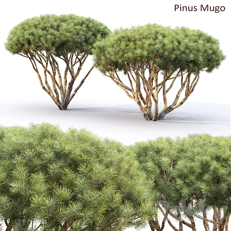 Pine 3D Model Free