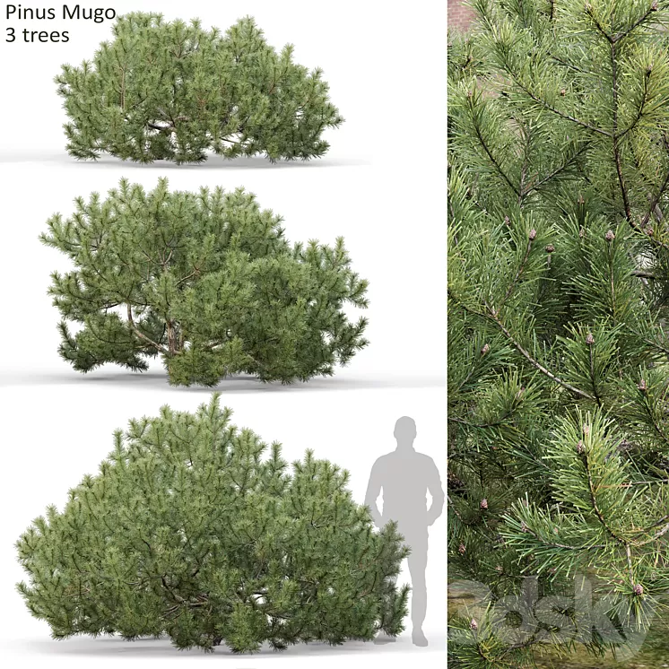 Pine 3D Model