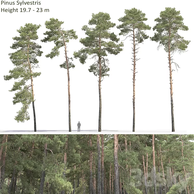 Pine 3D Model