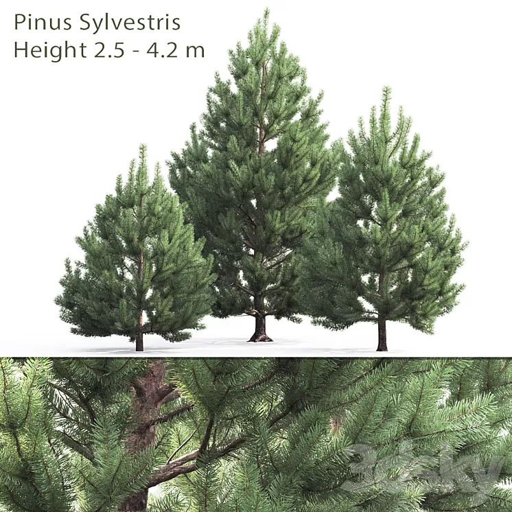 Pine 3D Model