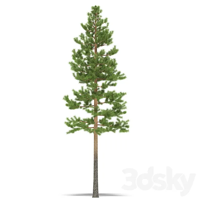 Pine 3D Model