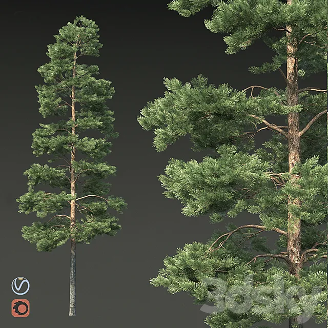 Pine 3D Model