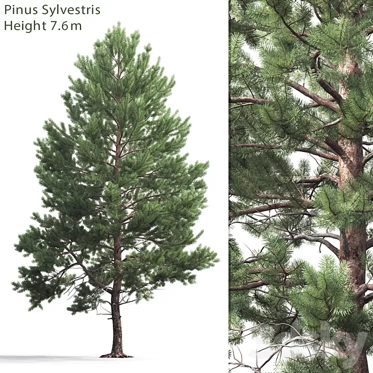 Pine 3D Model