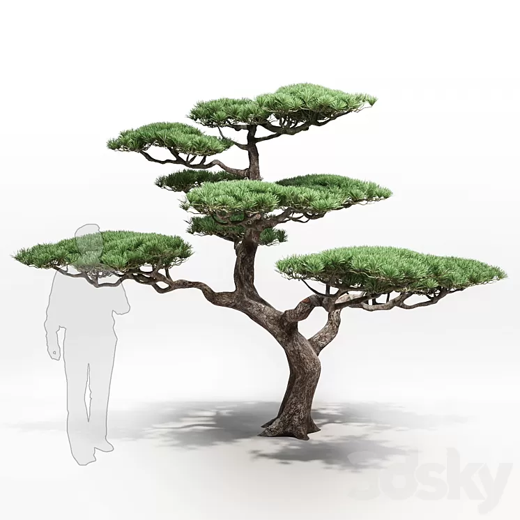 pine 3D Model