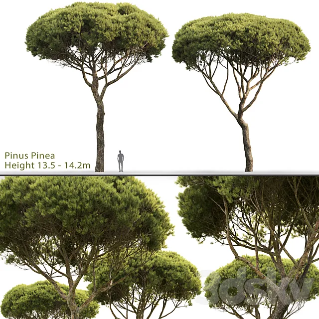 Pine 3DModel