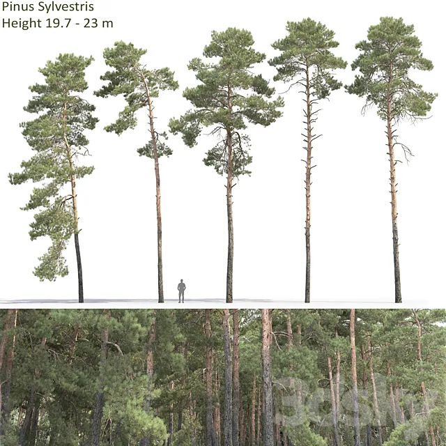 Pine 3DModel