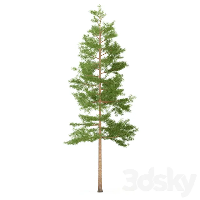 Pine 3DModel