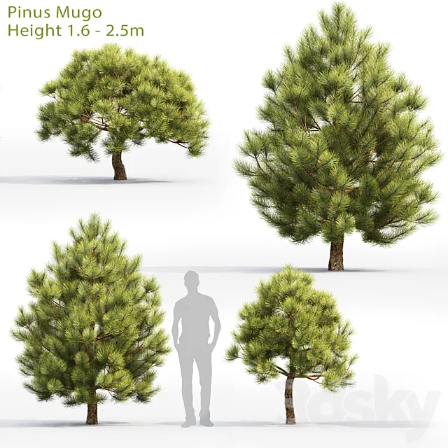Pine 3DModel