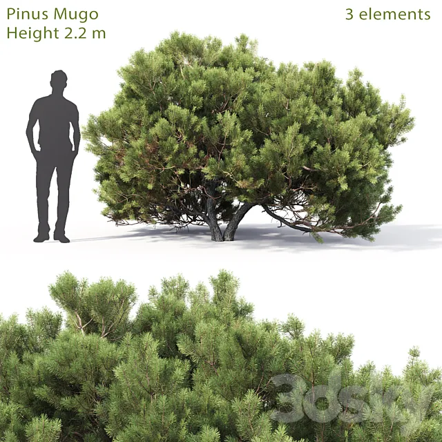 Pine 3DModel