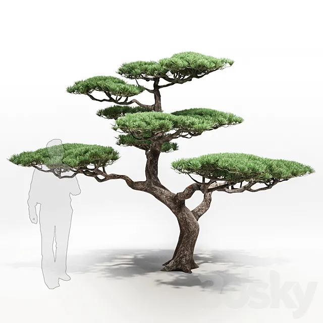 pine 3DModel