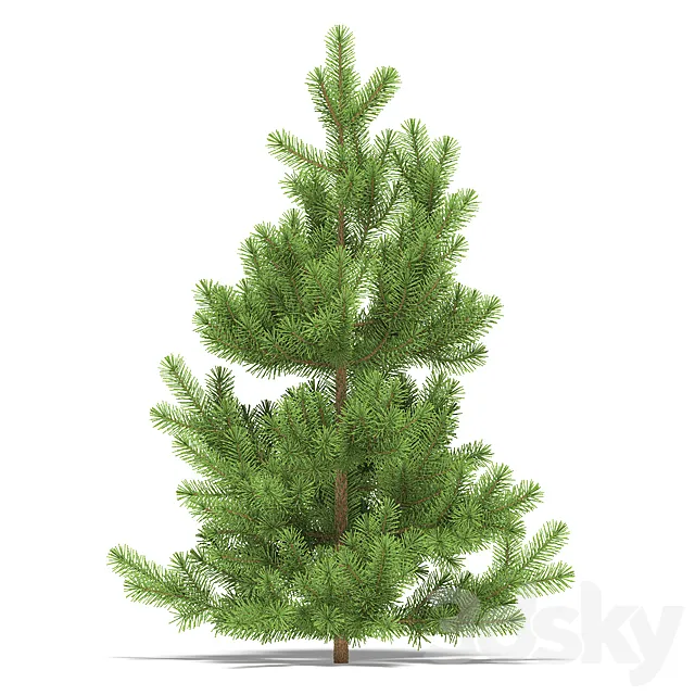 Pine 3DModel