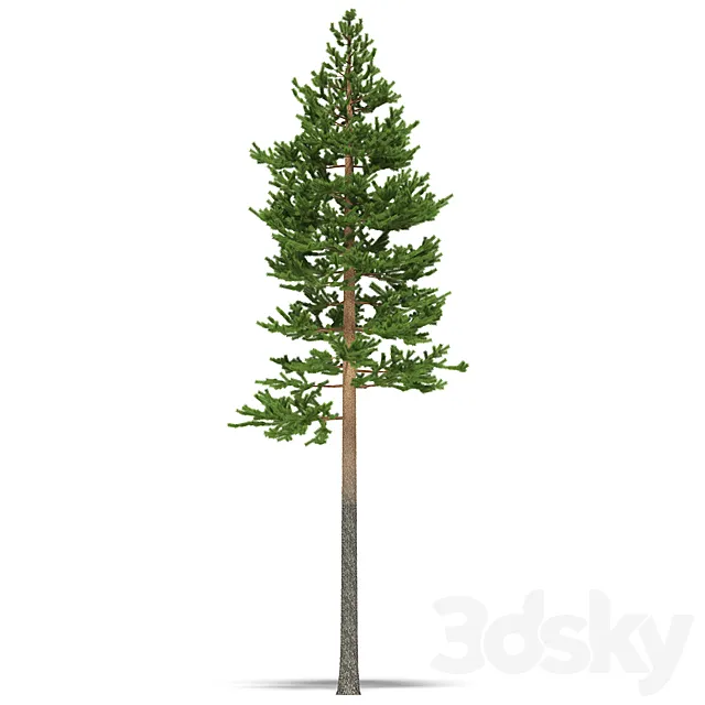 Pine 3DModel