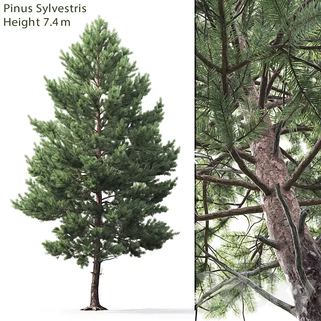 Pine 3D Model