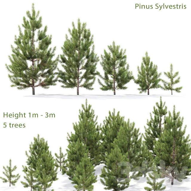 Pine 3DModel