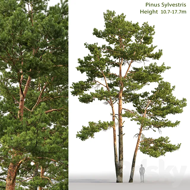 Pine 3D Model