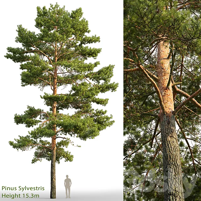 Pine 3DModel