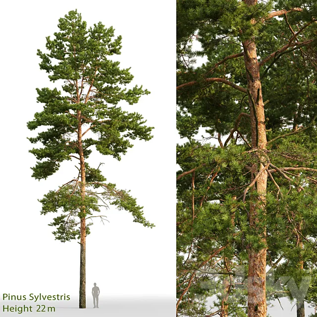 Pine 3DModel