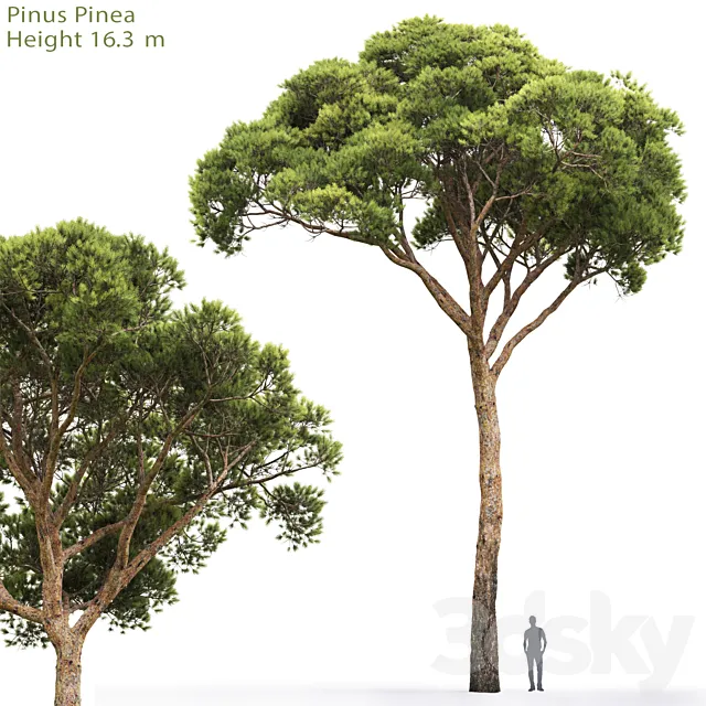 Pine 3DModel