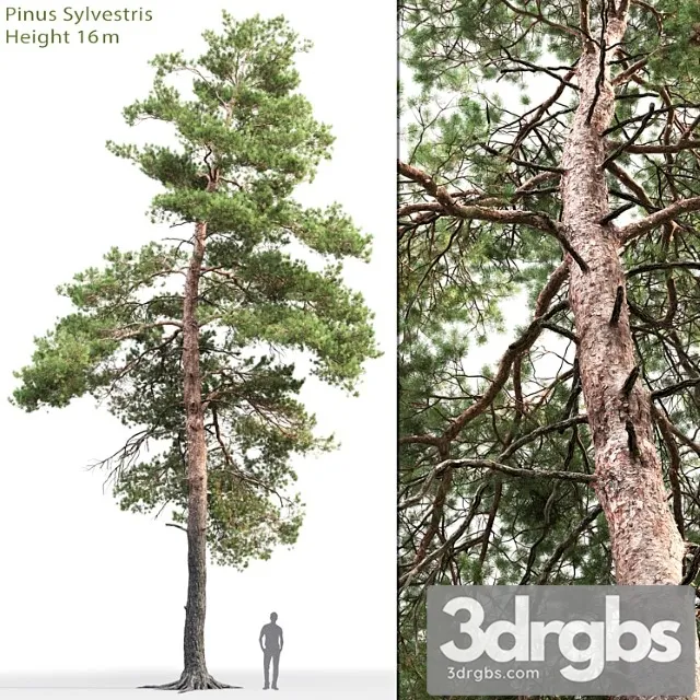 Pine 48 3D Model Free