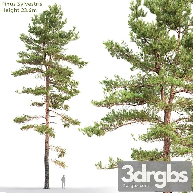 Pine 52 3D Model Free