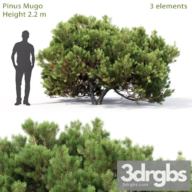 Pine 63 3D Model Free