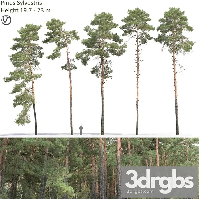Pine 65 3D Model Free