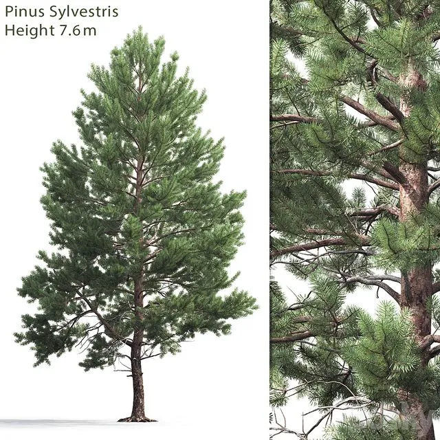 Pine 7.6 m high 3D Model