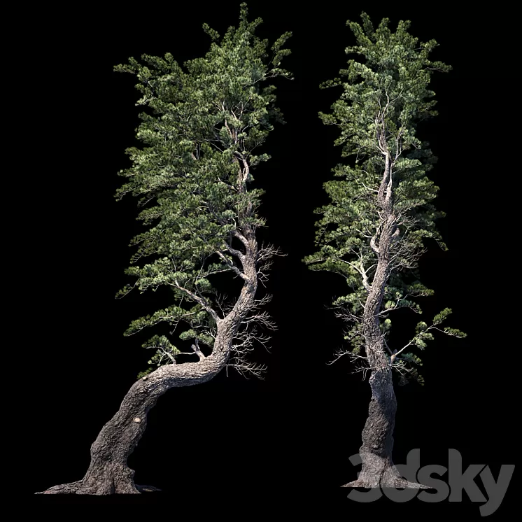 Pine Aleppo (Jerusalem) 3D Model