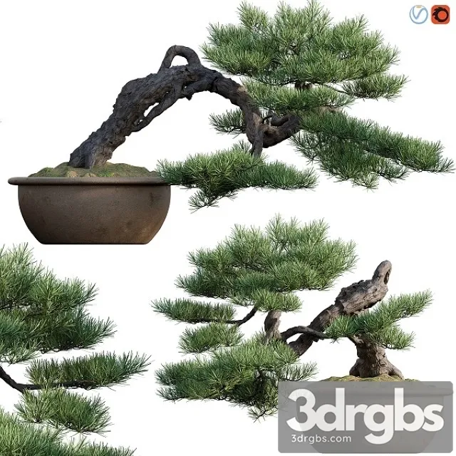 Pine Bonsai 03 3D Model Free