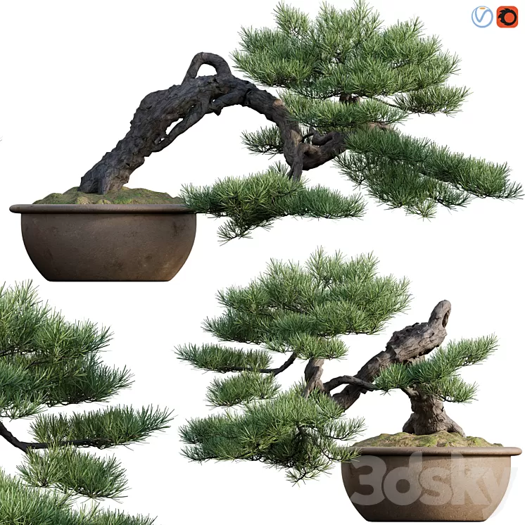 Pine bonsai 03 3D Model Free