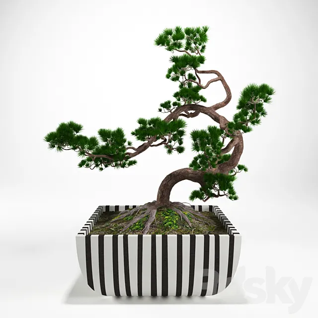 Pine bonsai 3D Model
