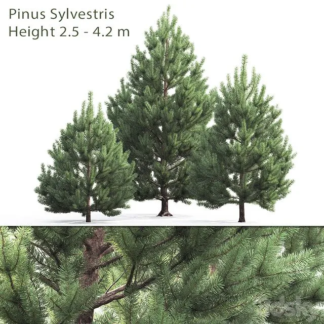 Pine of 2.5 m to 4.2 m 3D Model