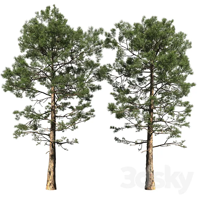 Pine | Pinus # 002 (16.5m) 3D Model