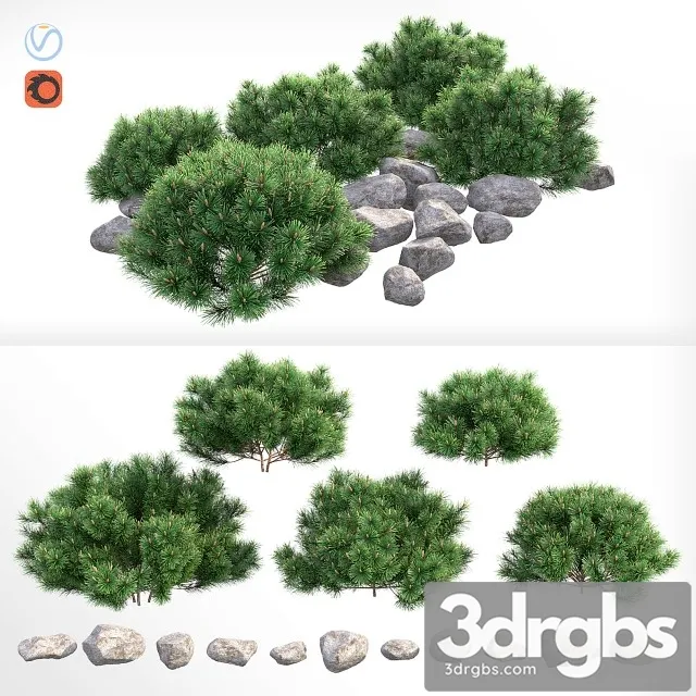 Pine Plant 3D Model Free