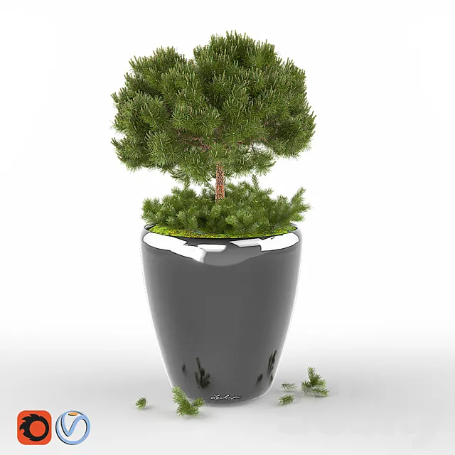 Pine Pumilio 3D Model