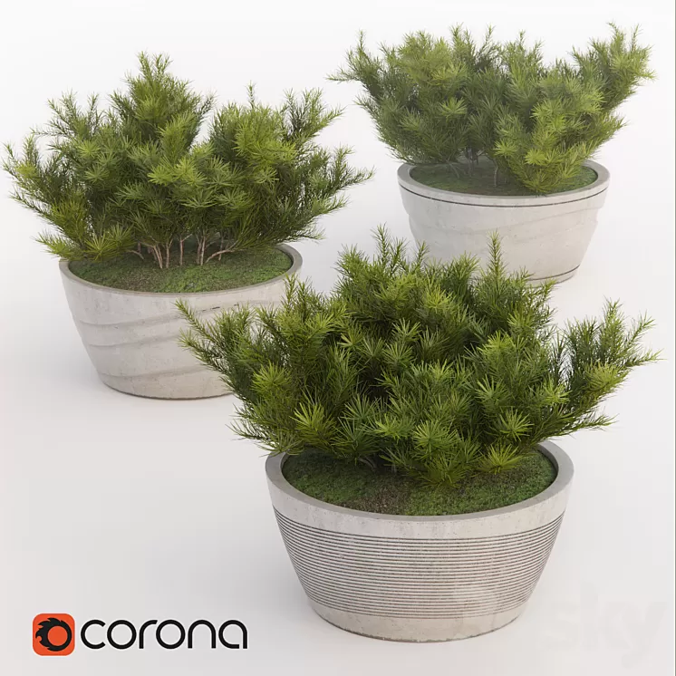 Pine-pumilio 3D Model