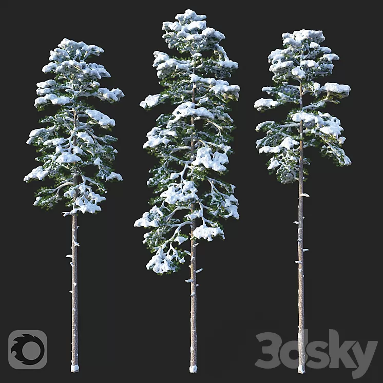 Pine. Set 02. Snow version 3D Model Free Download