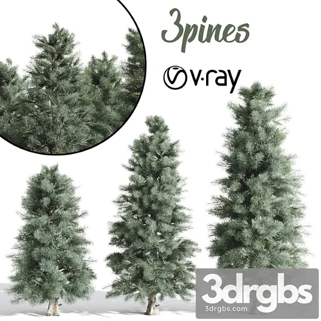 Pine Tree 15 3D Model Download