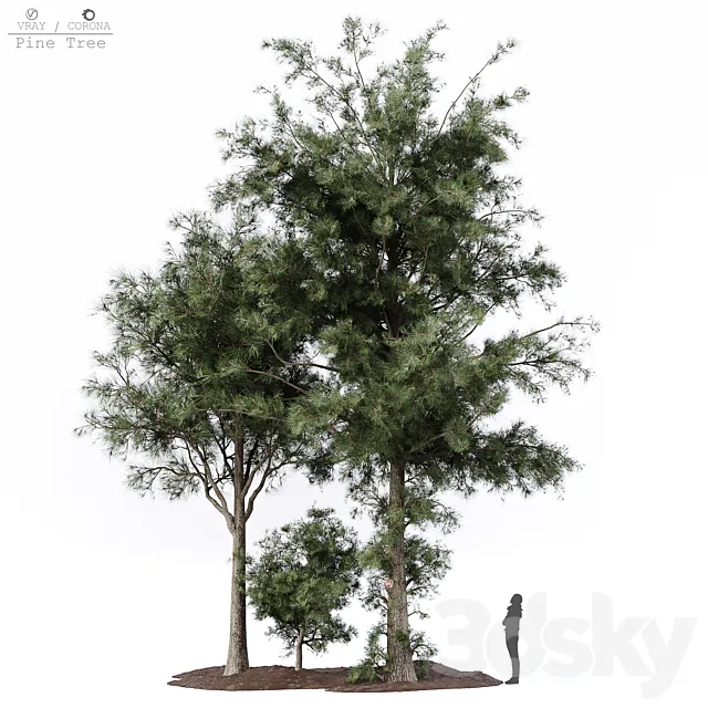 Pine tree Free Download